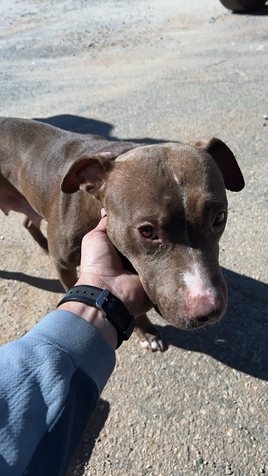Samantha on the day we found her, by the road, a hand on her neck